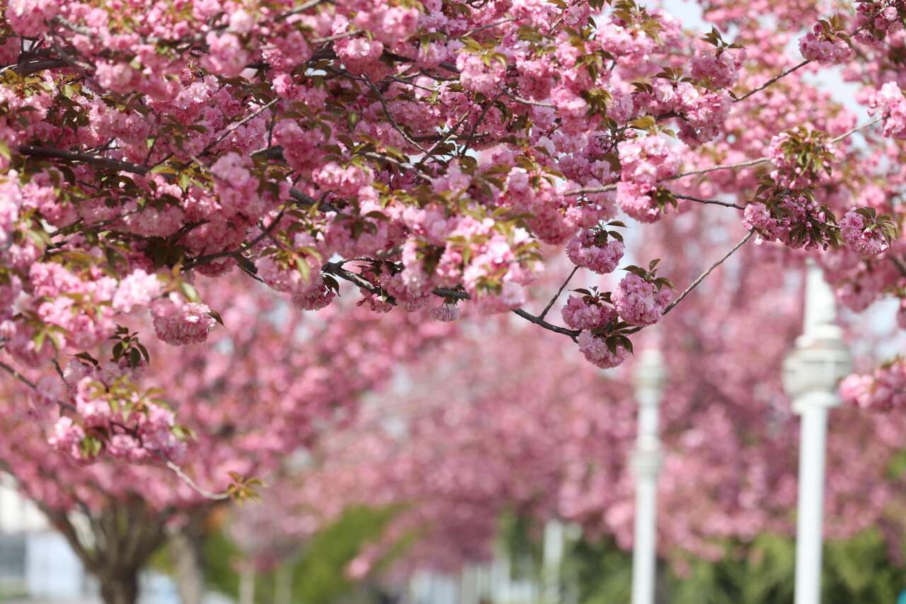 Burası Japonya değil, Konya! Sakuralar çiçek açtı 24